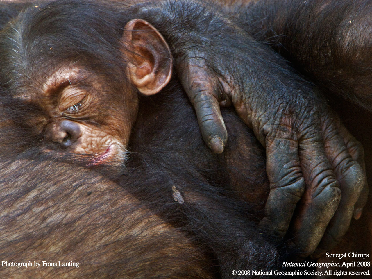 BabyChimp